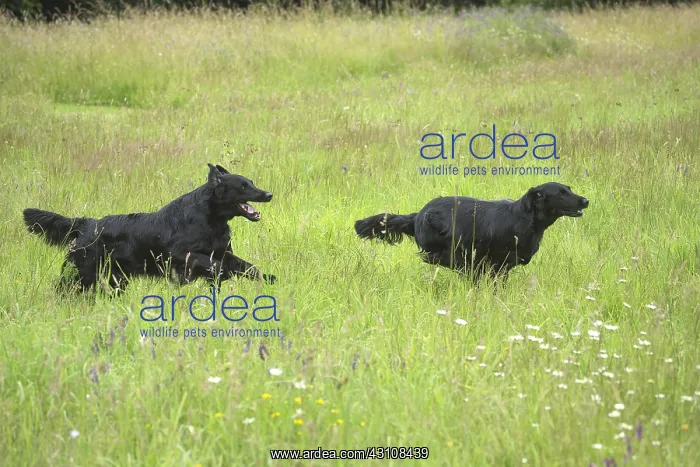  : Flat coated retriever dogs outdoors