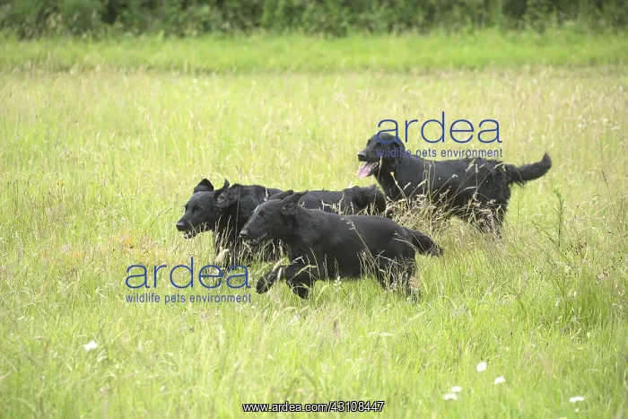  : Flat coated retriever dogs outdoors