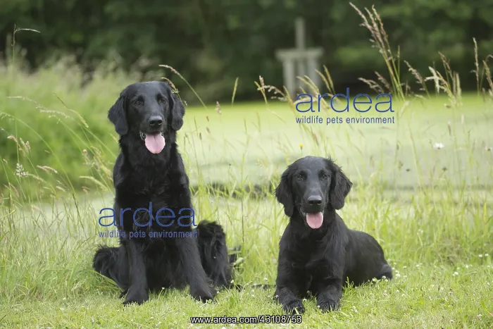  : Flat coated retriever dogs outdoors
