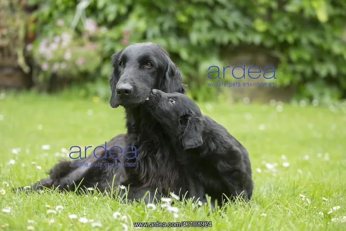  : Flat coated retriever dogs outdoors