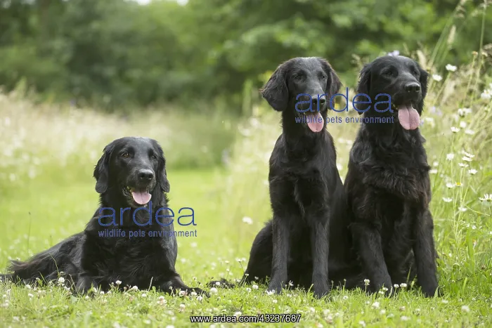  : Flat coated retriever dogs outdoors