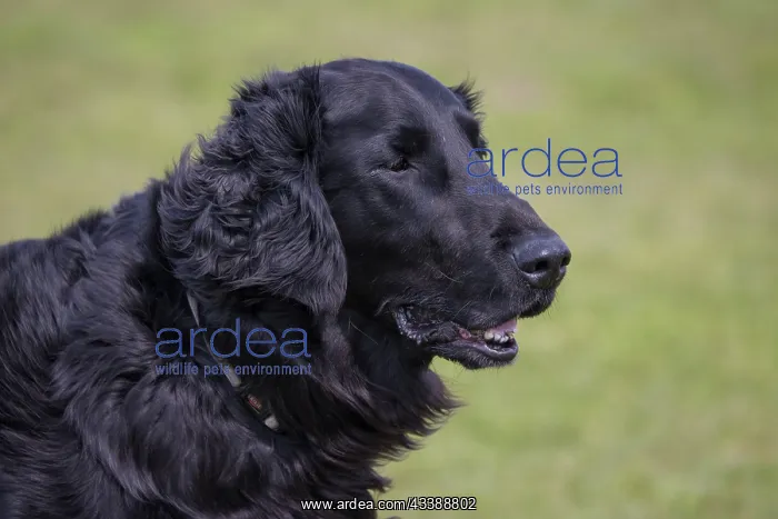 : Flat Coated Retriever Portraet : Flat Coated Retriever Portraet