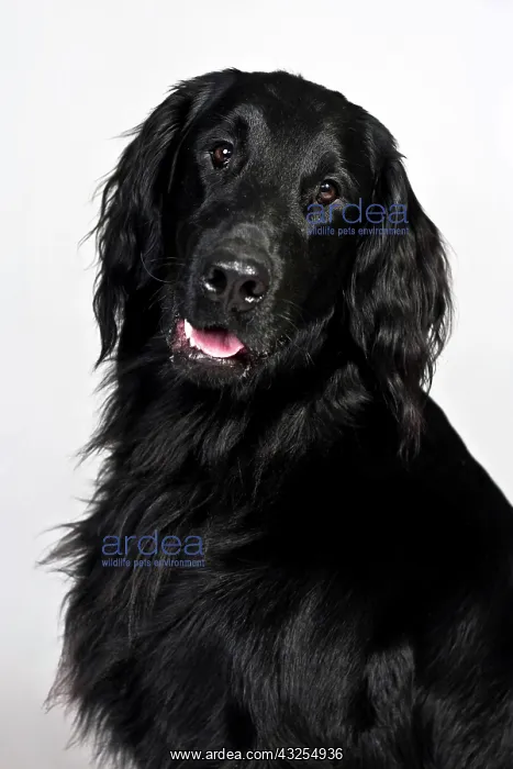 : Flat-Coated Retriever, portrait : Flat-Coated Retriever, portrait