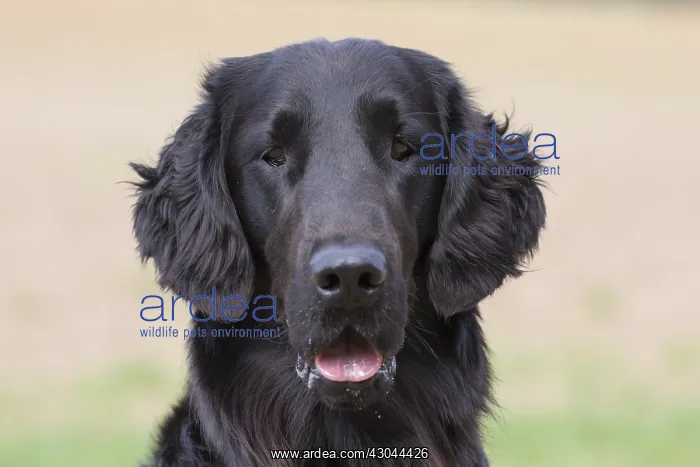 : Flat Coated Retriever - portrait - Germany : Flat Coated Retriever - portrait - Germany