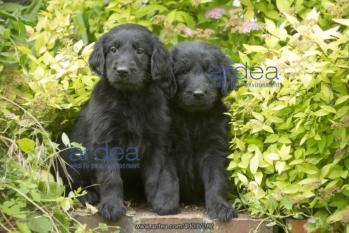  : Flat coated retriever puppies outdoors