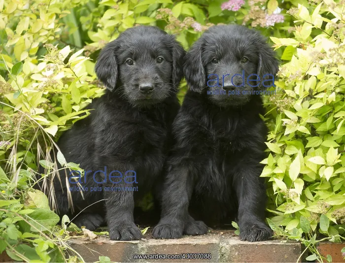  : Flat coated retriever puppies outdoors