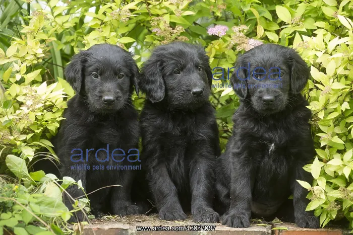  : Flat coated retriever puppies outdoors