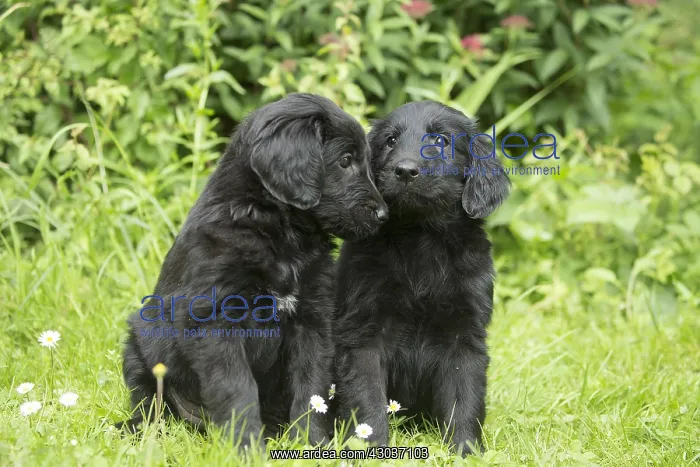  : Flat coated retriever puppies outdoors