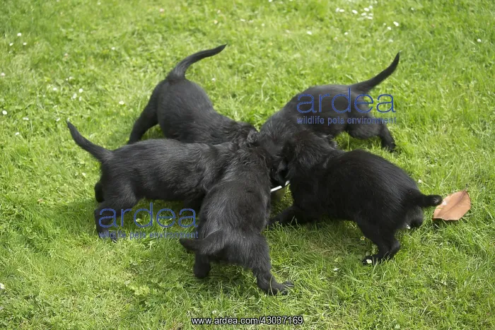  : Flat coated retriever puppies outdoors