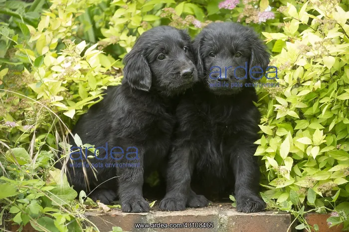  : Flat coated retriever puppies outdoors