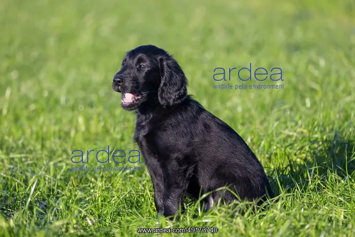 : Flat Coated Retriever puppy : Flat Coated Retriever puppy