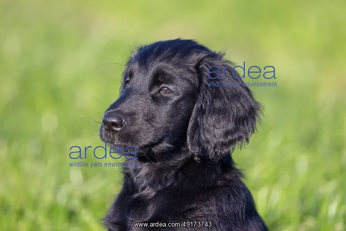 : Flat Coated Retriever puppy : Flat Coated Retriever puppy