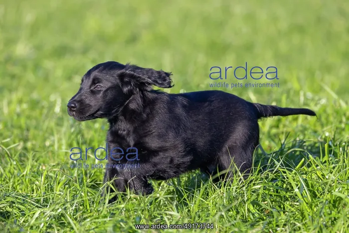: Flat Coated Retriever puppy : Flat Coated Retriever puppy