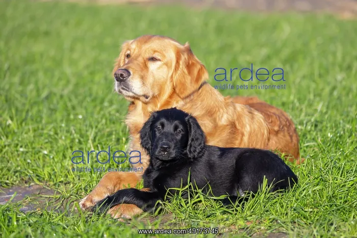 : Flat Coated Retriever puppy : Flat Coated Retriever puppy