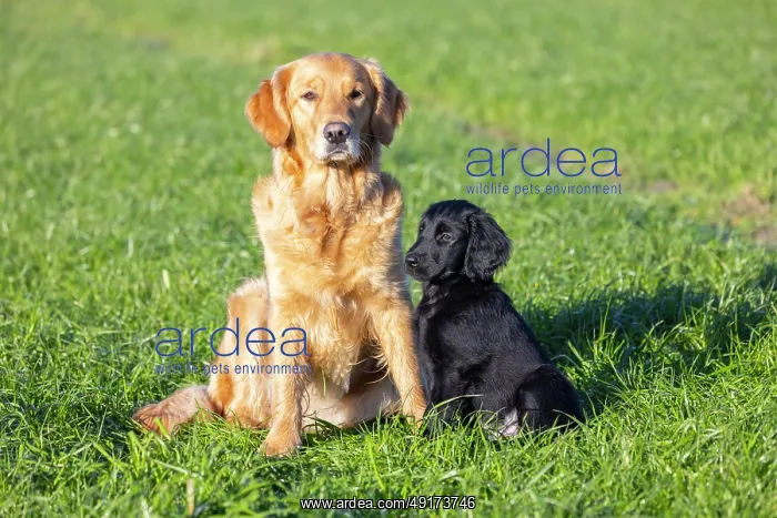 : Flat Coated Retriever puppy : Flat Coated Retriever puppy