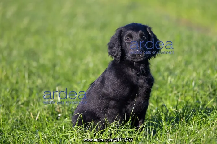 : Flat Coated Retriever puppy : Flat Coated Retriever puppy