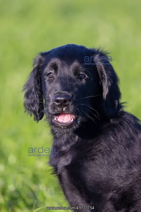 : Flat Coated Retriever puppy : Flat Coated Retriever puppy