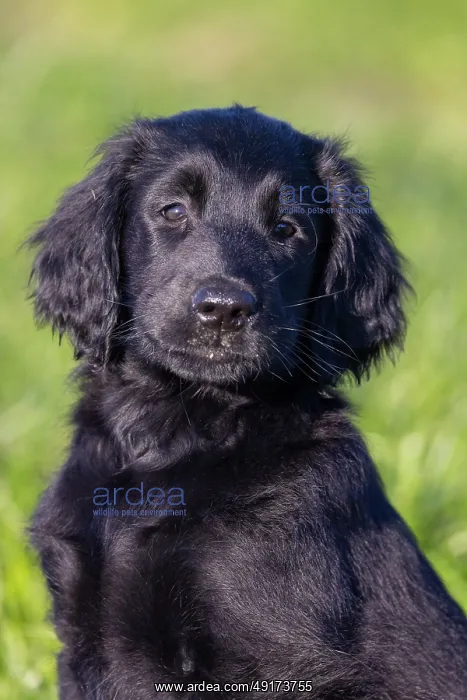 : Flat Coated Retriever puppy : Flat Coated Retriever puppy