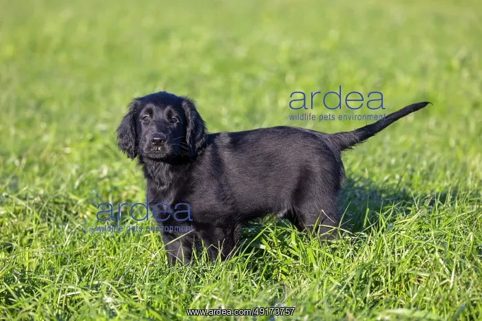 : Flat Coated Retriever puppy : Flat Coated Retriever puppy