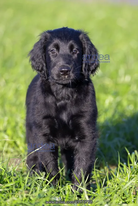: Flat Coated Retriever puppy : Flat Coated Retriever puppy