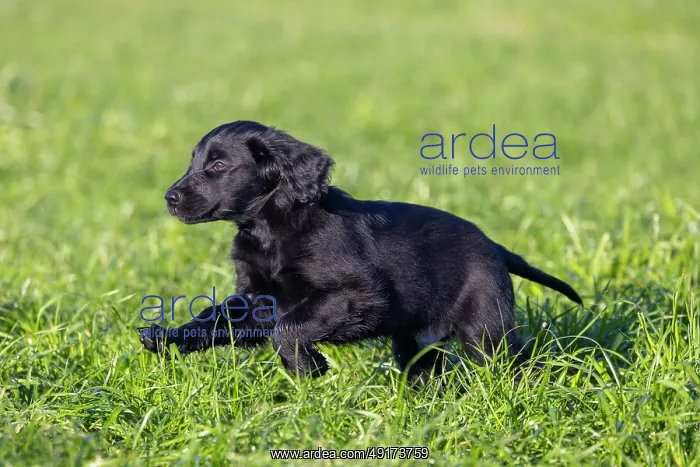 : Flat Coated Retriever puppy : Flat Coated Retriever puppy