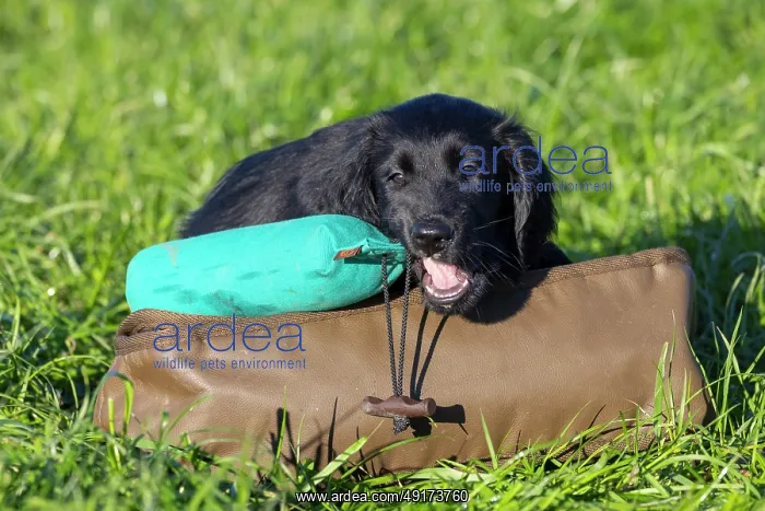 : Flat Coated Retriever puppy : Flat Coated Retriever puppy