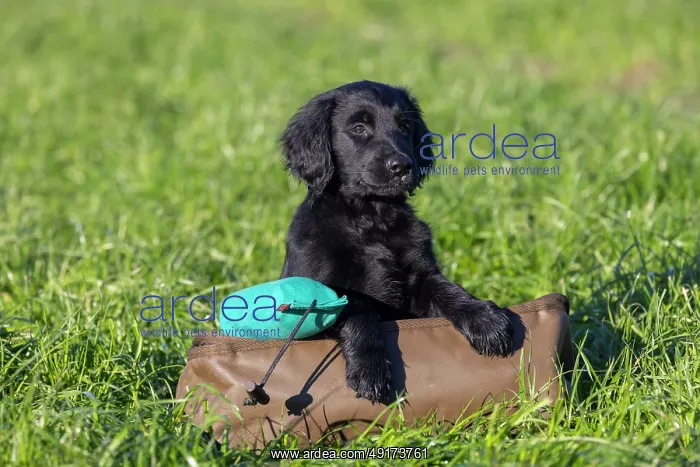 : Flat Coated Retriever puppy : Flat Coated Retriever puppy