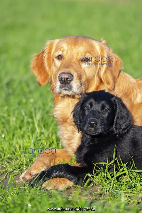 : Flat Coated Retriever puppy : Flat Coated Retriever puppy