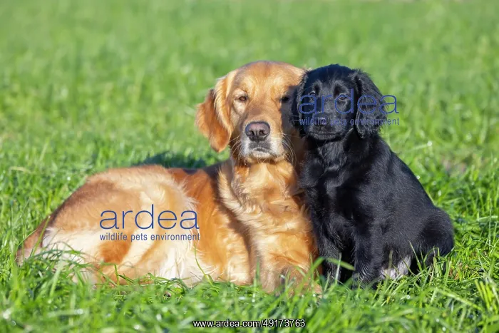 : Flat Coated Retriever puppy : Flat Coated Retriever puppy