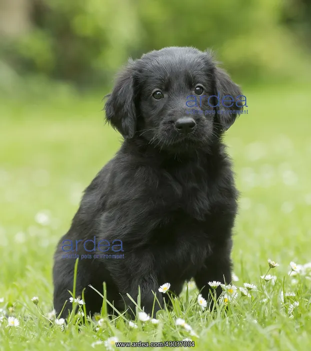  : Flat coated retriever puppy dog outdoors
