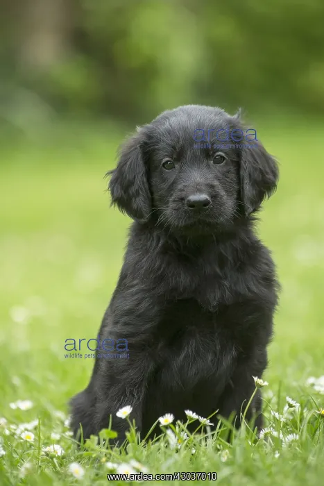  : Flat coated retriever puppy dog outdoors