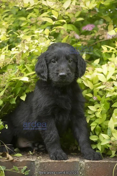  : Flat coated retriever puppy dog outdoors