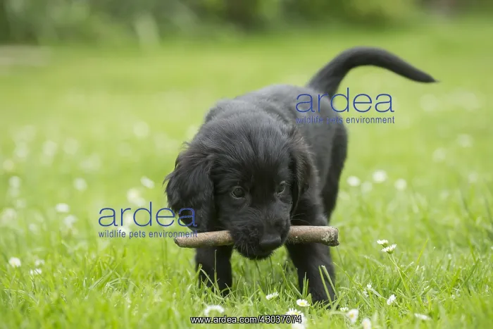  : Flat coated retriever puppy dog outdoors