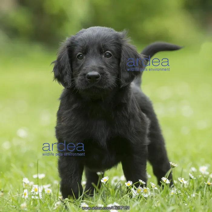  : Flat coated retriever puppy dog outdoors