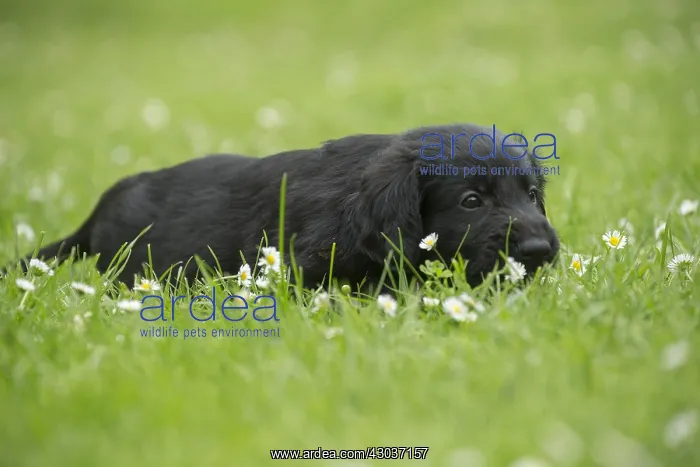  : Flat coated retriever puppy dog outdoors