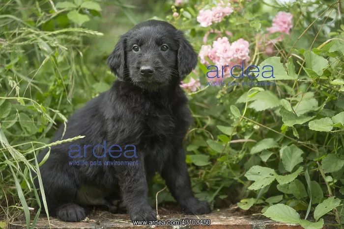  : Flat coated retriever puppy dog outdoors