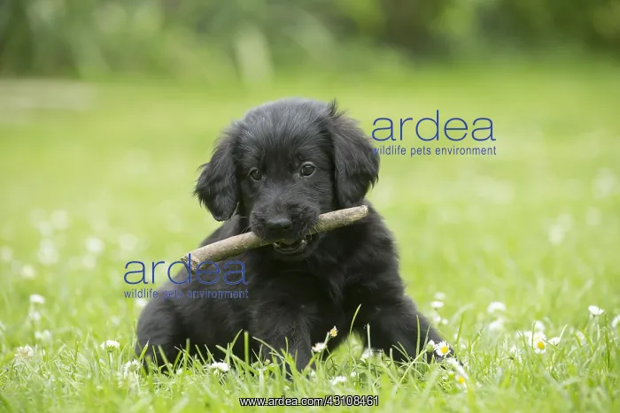  : Flat coated retriever puppy dog outdoors