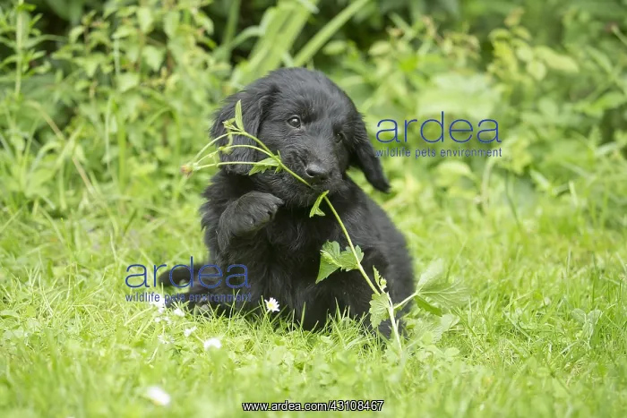  : Flat coated retriever puppy dog outdoors