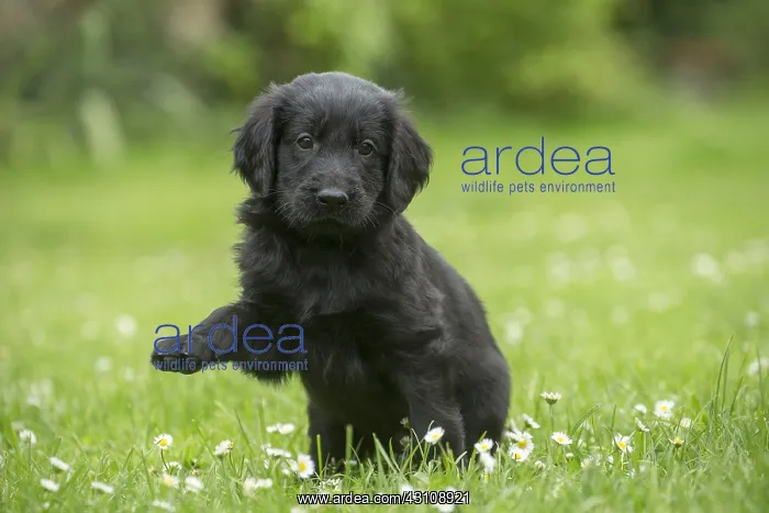  : Flat coated retriever puppy dog outdoors