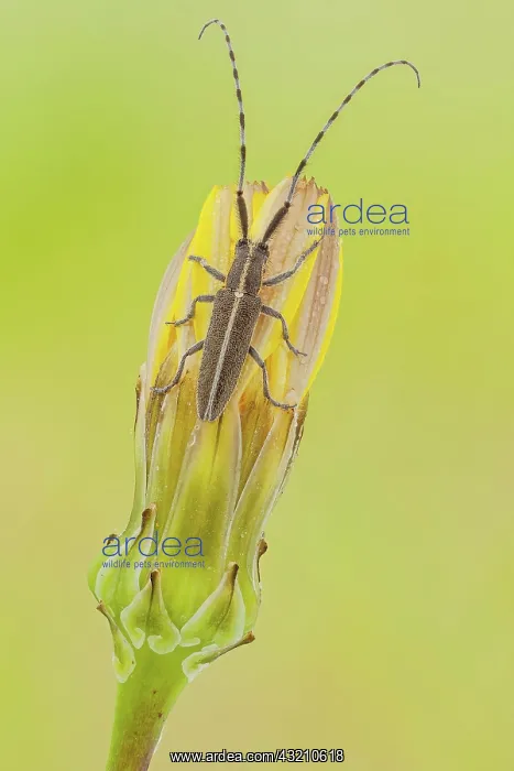 : A flat faced longhorn beetle of the famyli Ceram : A flat faced longhorn beetle of the famyli Ceram
