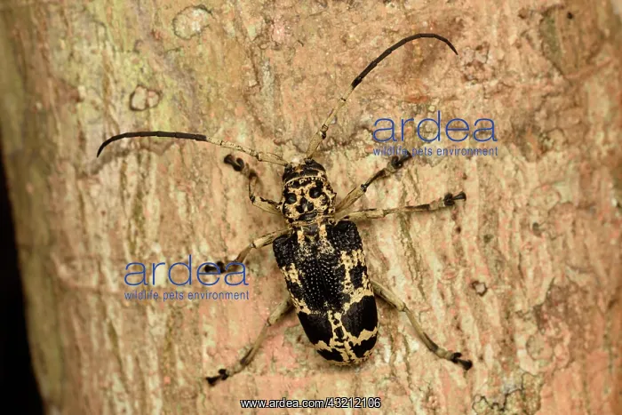 : Flat-faced longhorn beetle (Phryneta marmorea) on : Flat-faced longhorn beetle (Phryneta marmorea) on