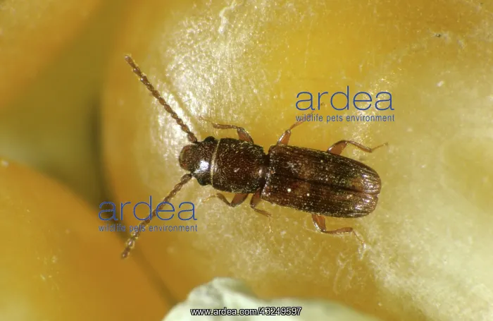 : Flat Grain Beetle (Cryptolestes ferrugineus) : Flat Grain Beetle (Cryptolestes ferrugineus)