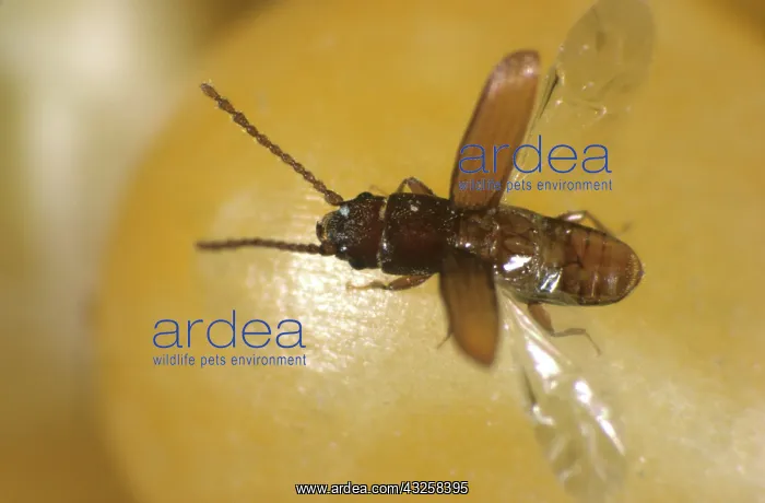 : Flat Grain Beetle (Cryptolestes ferrugineus) : Flat Grain Beetle (Cryptolestes ferrugineus)