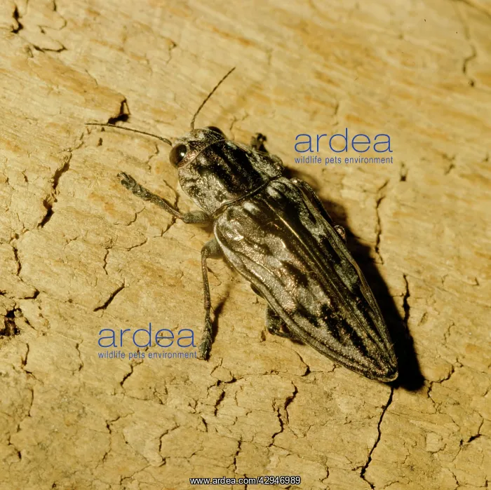 : Flat-headed Pine Borer Beetle : Flat-headed Pine Borer Beetle