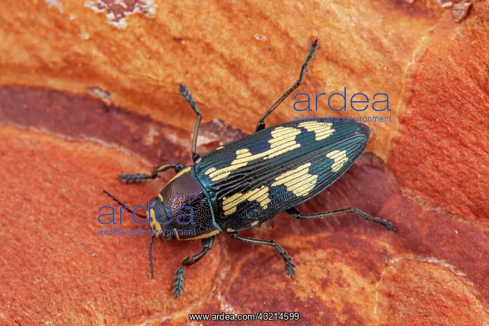 : Flat headed woodborer (Buprestis novemmaculata) : Flat headed woodborer (Buprestis novemmaculata)