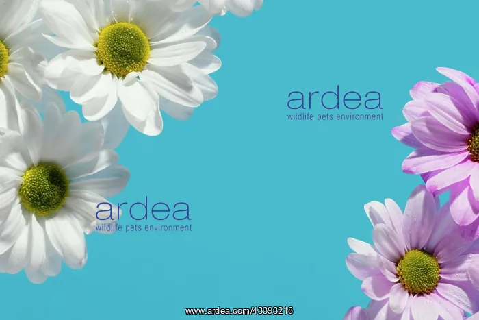 : Flat lay colorful spring daisies with copy space : Flat lay colorful spring daisies with copy space