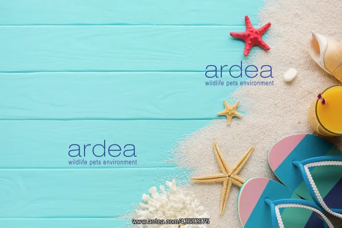 : Flat lay composition sand beach accesories : Flat lay composition sand beach accesories