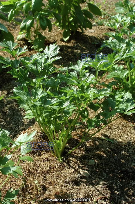 : Flat-Leaved Parsley : Flat-Leaved Parsley
