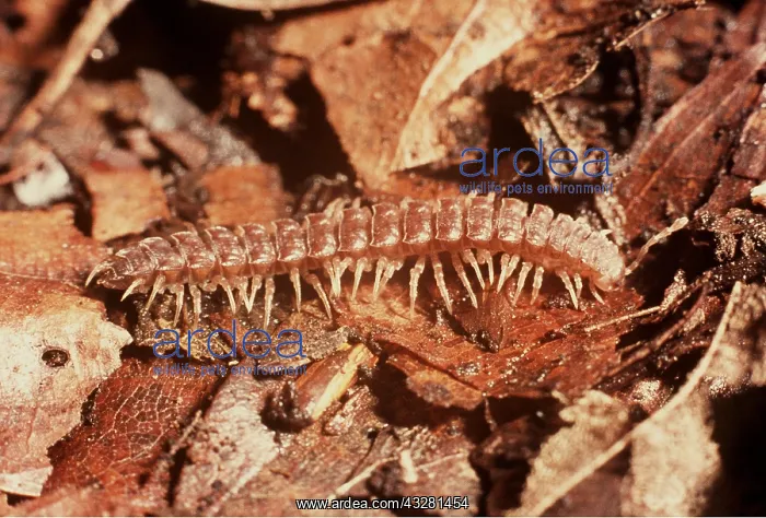 : FLAT BACK MILLIPEDE : FLAT BACK MILLIPEDE