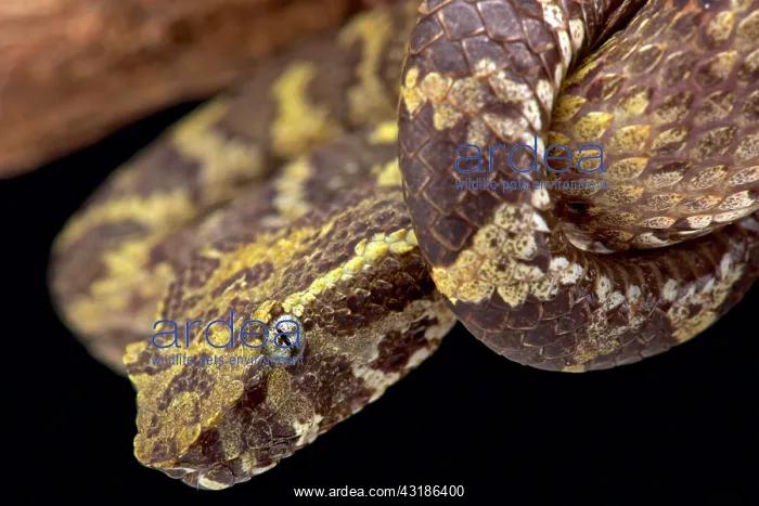: Flat-nosed pitviper (Trimeresurus puniceus), Indonesia : Flat-nosed pitviper (Trimeresurus puniceus), Indonesia